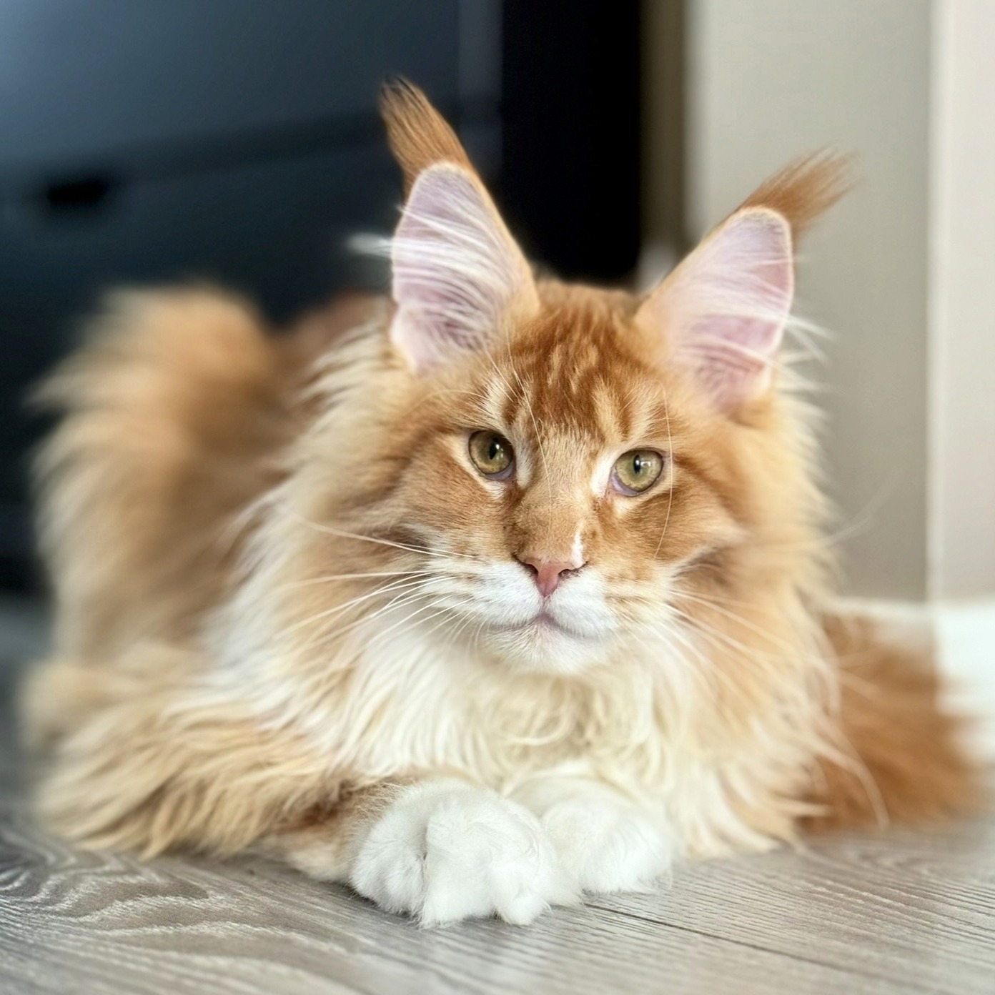 Ferrari, Maine Coon