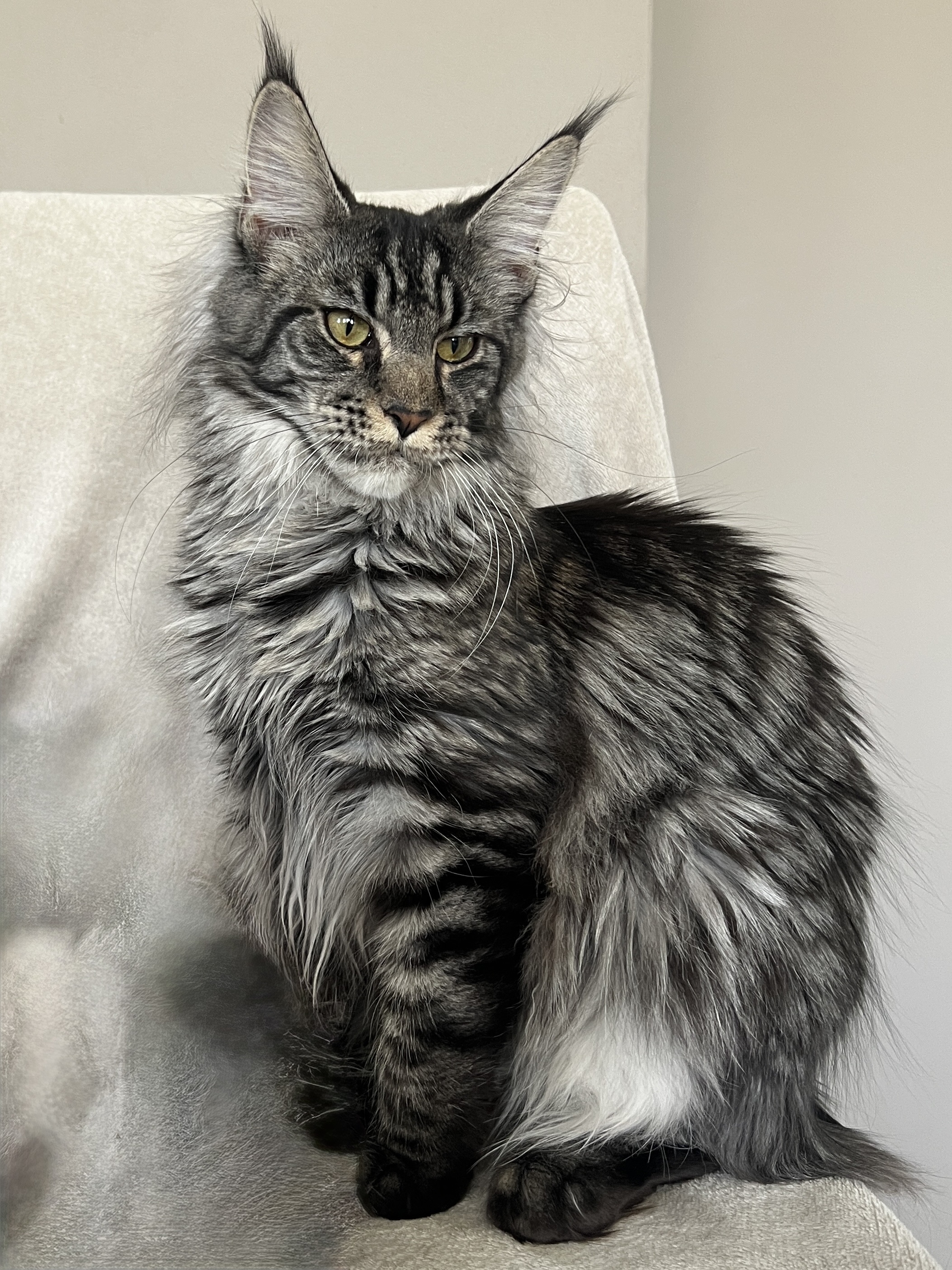 Britney, Maine Coon