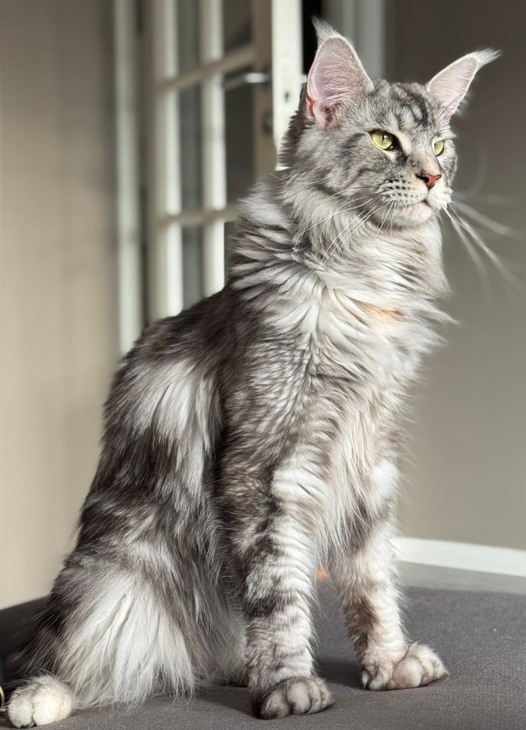 Echo, Maine Coon