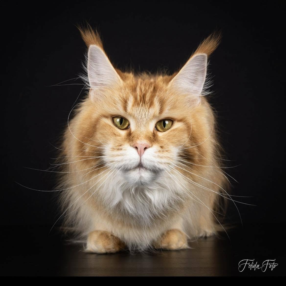 Dahlia, Maine Coon