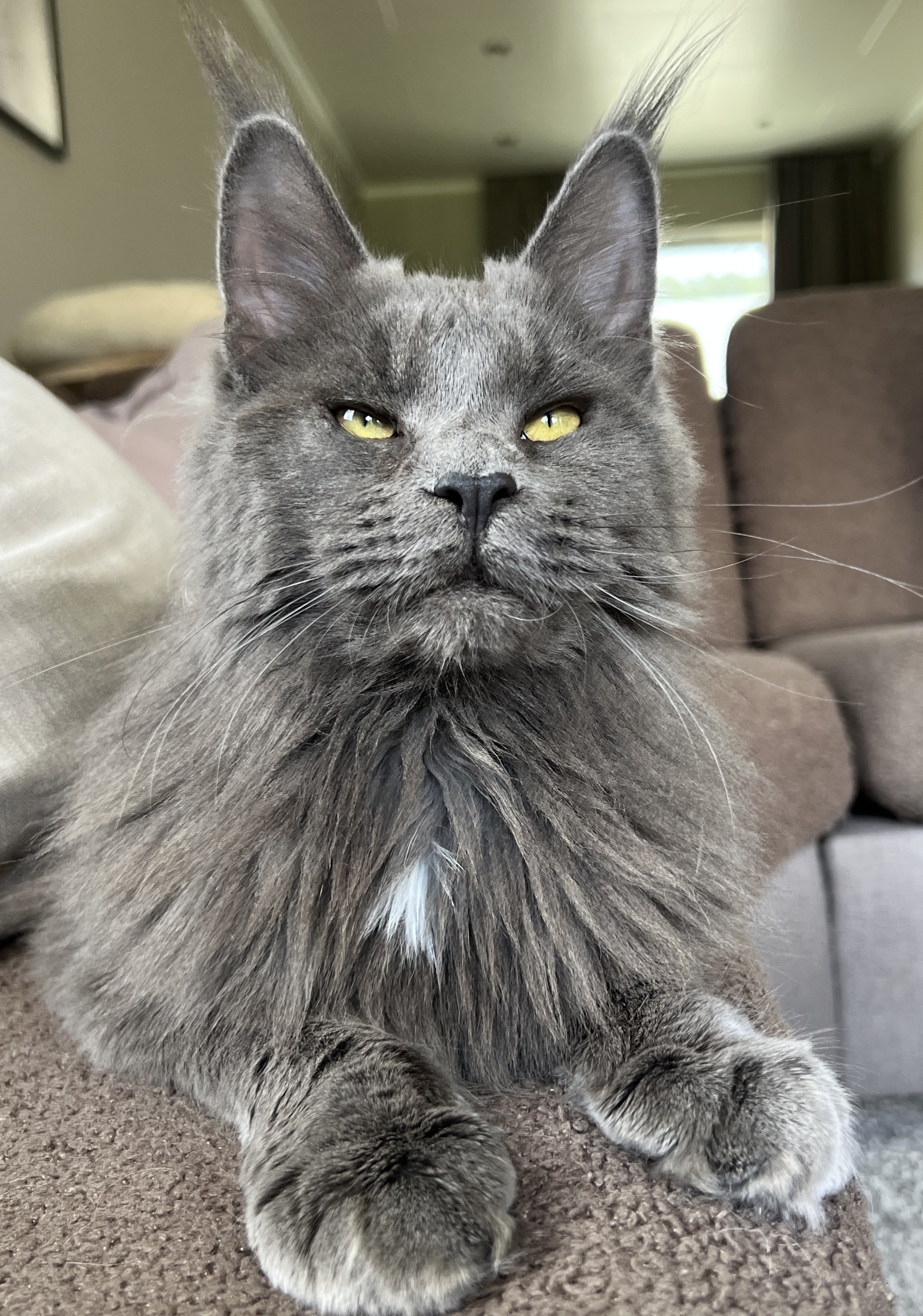 Lara, Maine Coon