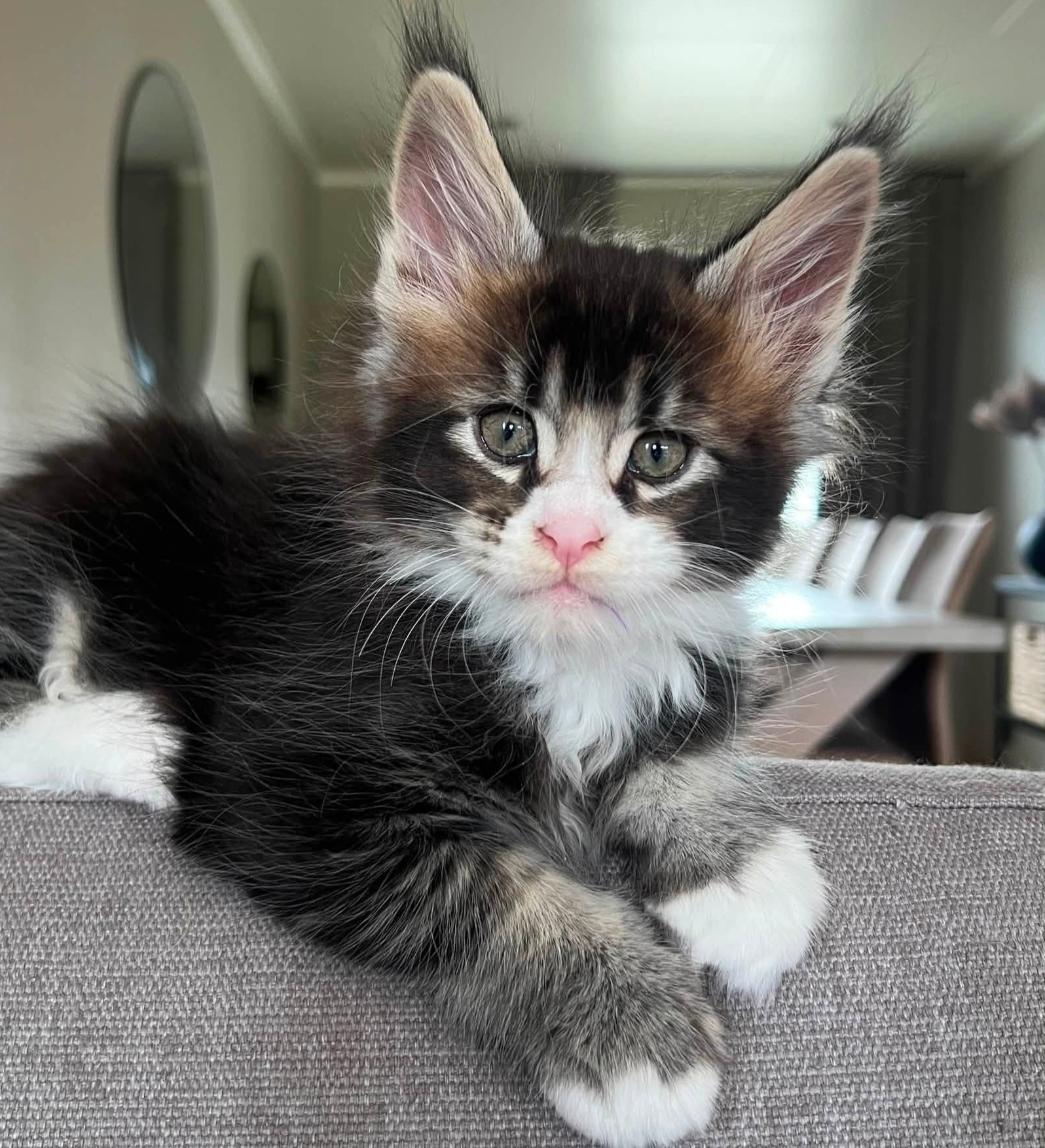 Maine Coon fra Pearl Kitty